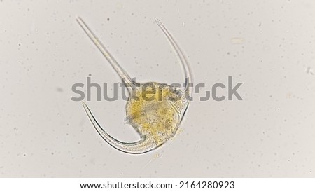 A dinoflagellates called Ceratium declinatum. Collected from Jakarta bay. 400x microscope magnification + 2x camera zoom.