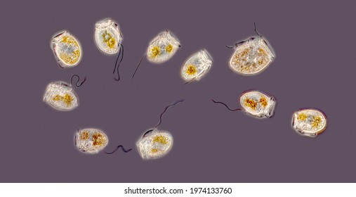 dinoflagellates cell