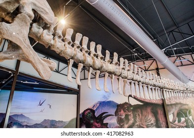 Dinosaur bone