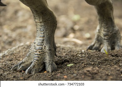 Dinosaur feet walking of Tyrannosaurus ( T-rex ) on the ground in late Cretaceous.