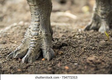 tyrannosaurus foot