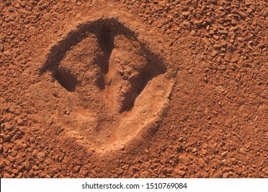 gantheaume point dinosaur footprints location