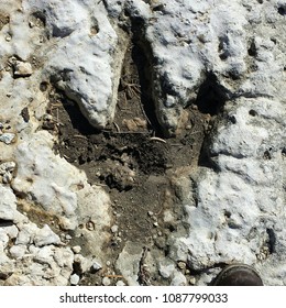 Dinosaur Footprint In Rock