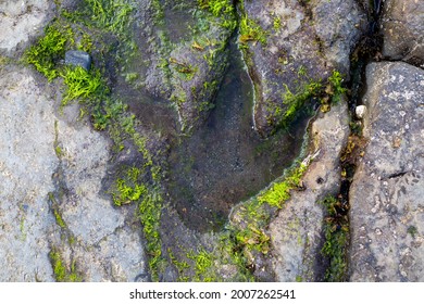 dinosaur footprint in rock at An Corran beach near Staffin Bay, Isle of Skye, Scotland