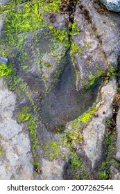 an corran beach dinosaur footprint