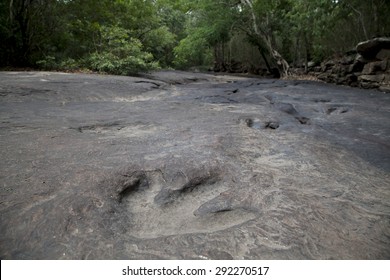 Dinosaur Footprints