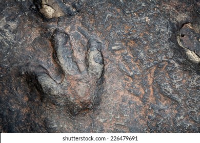  Dinosaur Footprints In Kalasin, Thailand