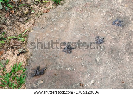Dinosaur footprints on a rock in Phu Wiang District, Khon Kaen Province, Thailand