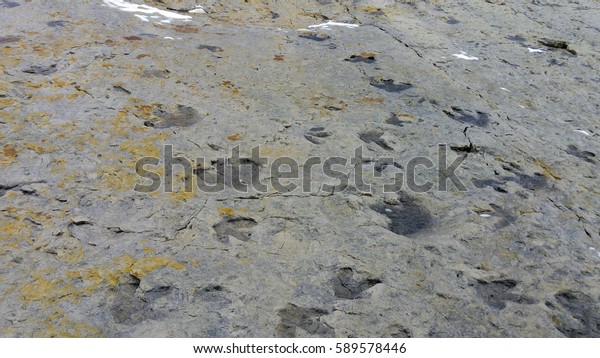 dinosaur ridge footprints