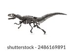 Dinosaur fossil. Acrocanthosaurus skeleton. isolated on white background.