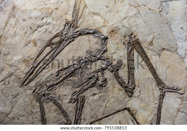 Dinosaur fossil in\
rock