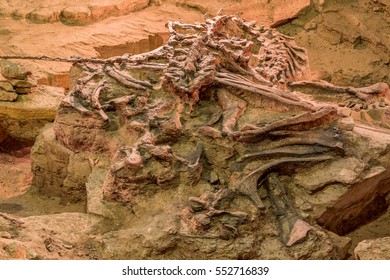 Dinosaur fossil, Skeleton of dinosaur fossil, Dinosaur Fossil in rock and sand