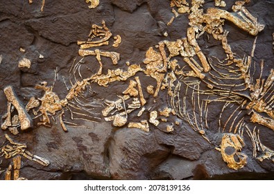 Dinosaurierfossil in Stein, Knochen von ausgestorbenen Tieren, die in der mesozoischen Ära lebten. Top Blick auf Fossilienkelett nach prähistorischen Zeiten und Felsen. Konzept der Paläontologie, Evolution, Archäologie und Fossilien.