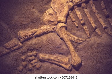 Dinosaur fossil vintage color