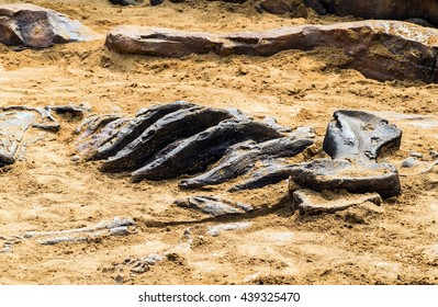 Dinosaur Fossildinosaur Skeleton Ground Stone Fossil Stock Photo ...