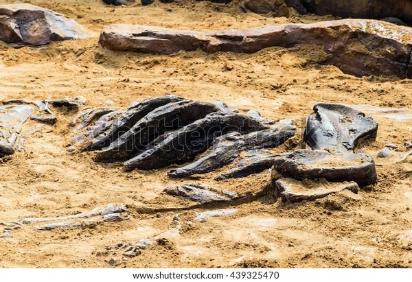 dinosaur skeleton in ground