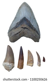 Dinosaur Fossils - Megalodon Tooth, Mosasaurus Tooth, Spinosaurus Tooth, Tyrannosaurus Rex Claw, Plesiosaurus Tooth, Velociraptor Claw