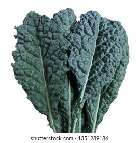 Dinosaur Kale Pile  Isolate On A White Background.