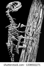 Dinosaur Skeleton - Deinonychus On Black Background