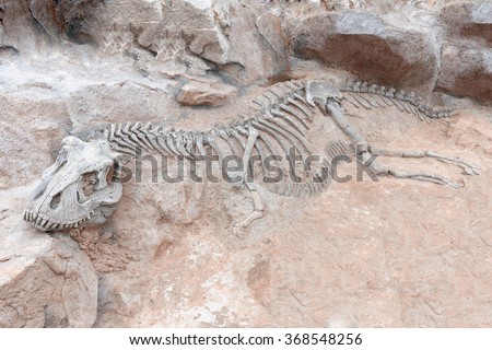 Dinosaur skeleton in ground stone Fossil Tyrannosaurus archaeological excavations. Prehistoric monster 