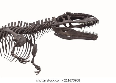 Dinosaur Skeleton Isolated With Clipping Path(Ready To Us)