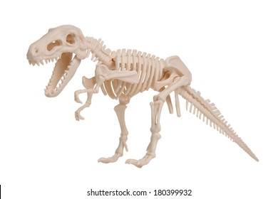 Dinosaur Skeleton Model, Cut Out On White Background