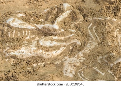 Dinosaur Skeleton Model Hidden In The Sand. Training For Dig Fossil