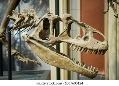 Dinosaur Skeleton Museum
