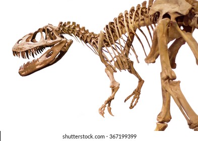 Dinosaur Skeleton Over White Isolated Background