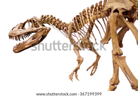 Dinosaur skeleton over white isolated background