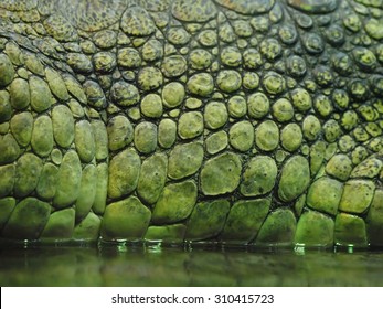 Dinosaur Skin