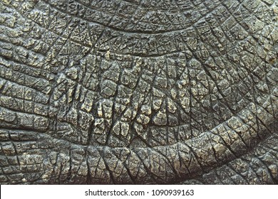 Dinosaur Skin Texture