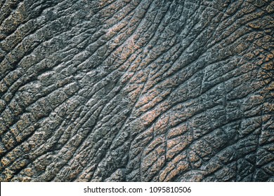 Dinosaur Skin Texture.