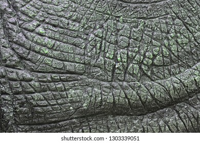 Dinosaur Skin Texture