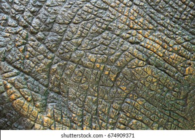 Dinosaur Skin Texture.