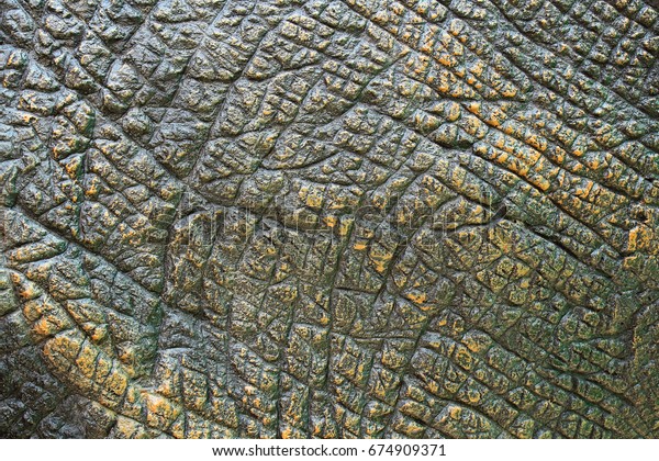 colour of dinosaur skin