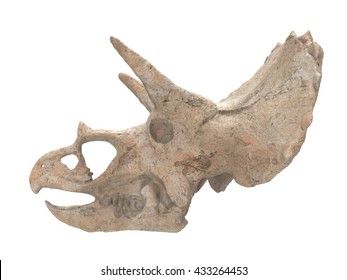 Dinosaur Skull