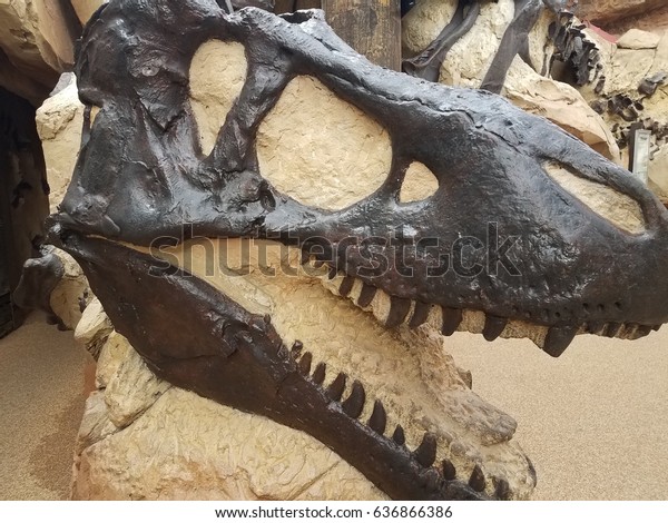 dinosaur bones in rock