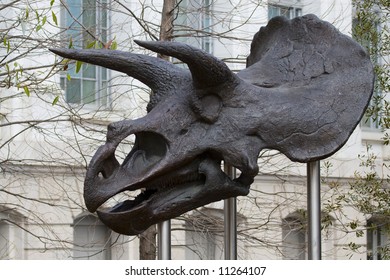 Dinosaur Skull. National Museum Of Natural History. Washington DC