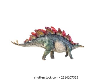 Dinosaur , Stegosaurus Isolated Background 