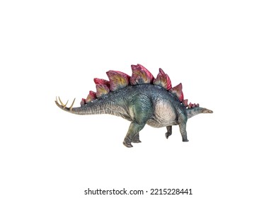 Dinosaur , Stegosaurus Isolated Background 