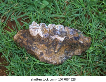 Dinosaur Tooth Fossil