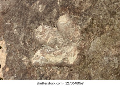 Dinosaur Tracks, Carl Hayden Visitor Center, Arizona USA