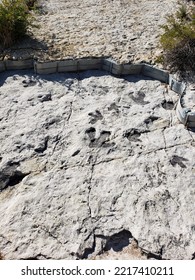 Dinosaur Tracks In Rock, Colorado