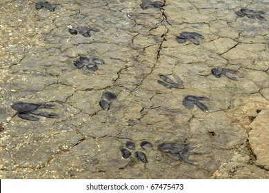 Dinosaur Tracks In Soria (Spain)