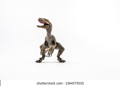 dinosaur , Velociraptor on white background .