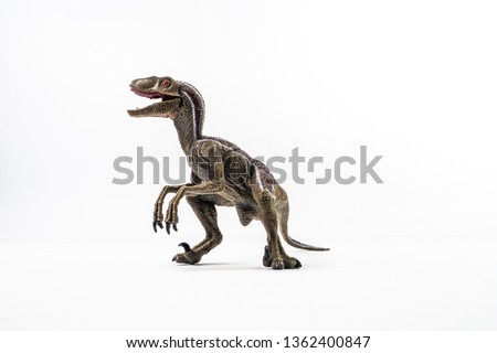 dinosaur , Velociraptor on white background .