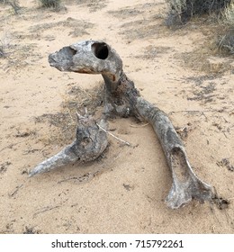 Dinosaur-shaped tree root crawling out of ground