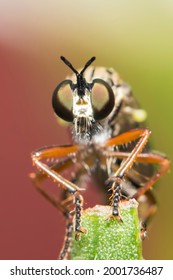 Dioctria Hyalipennis Is A Holarctic Species Of Robber Fly	
