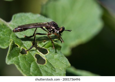 Dioctria Hyalipennis Is A Holarctic Species Of Robber Fly	
